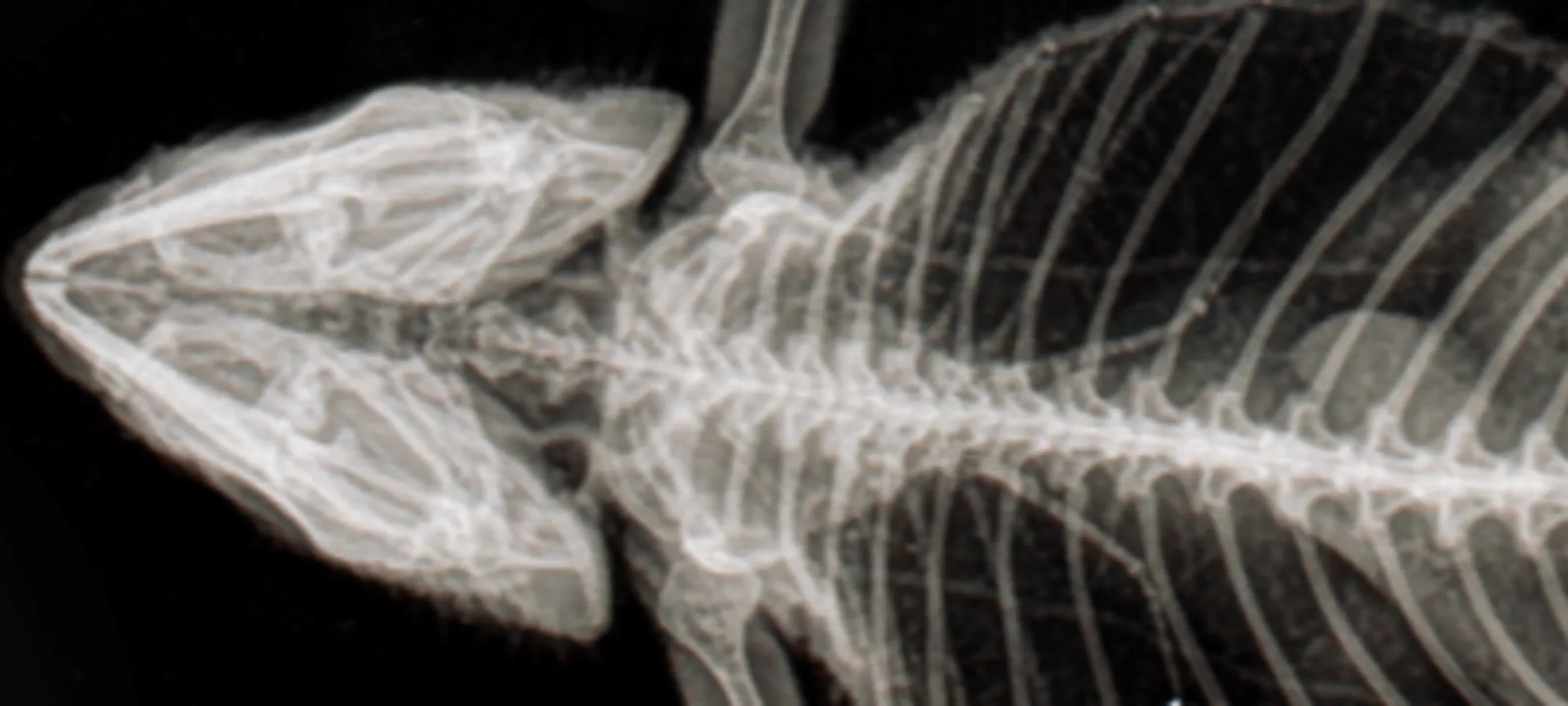 Image of a lizard that's been x-rayed