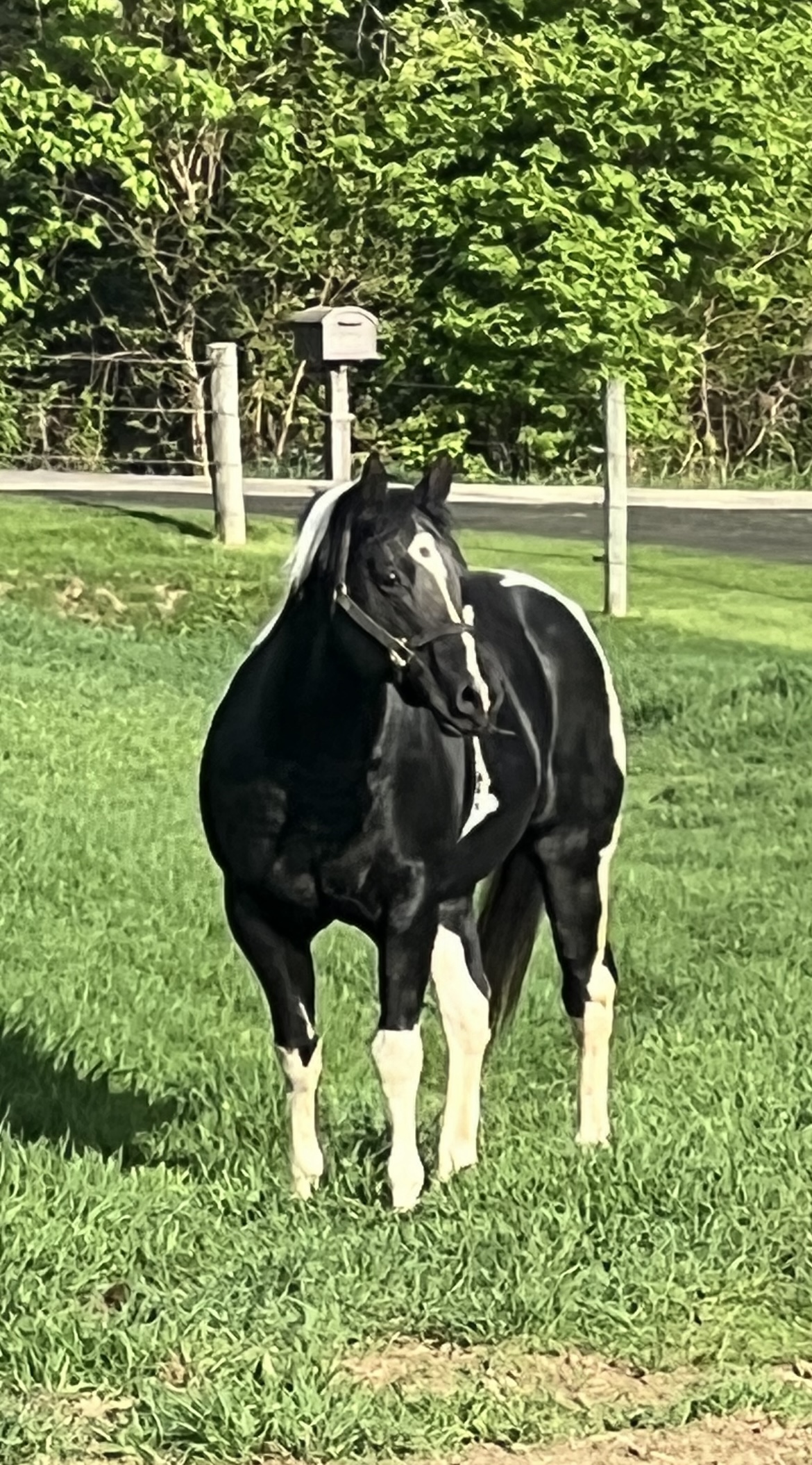 Some R Trophy Boys, a black and white horse