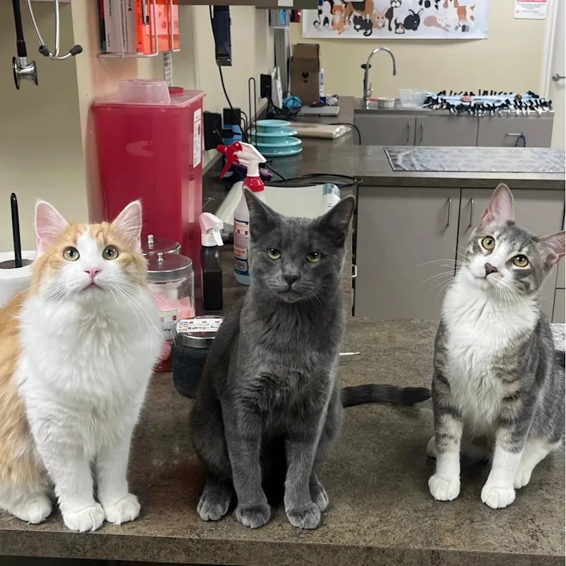 Tofu, Miso, and Sushi Tofu, Miso, and Sushi