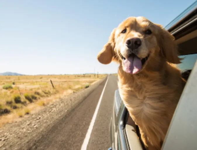 Golden Retriever riding in the car, sticking its head out the window.