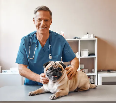 Veterinarian examining a bulldog Veterinarian examining a bulldog