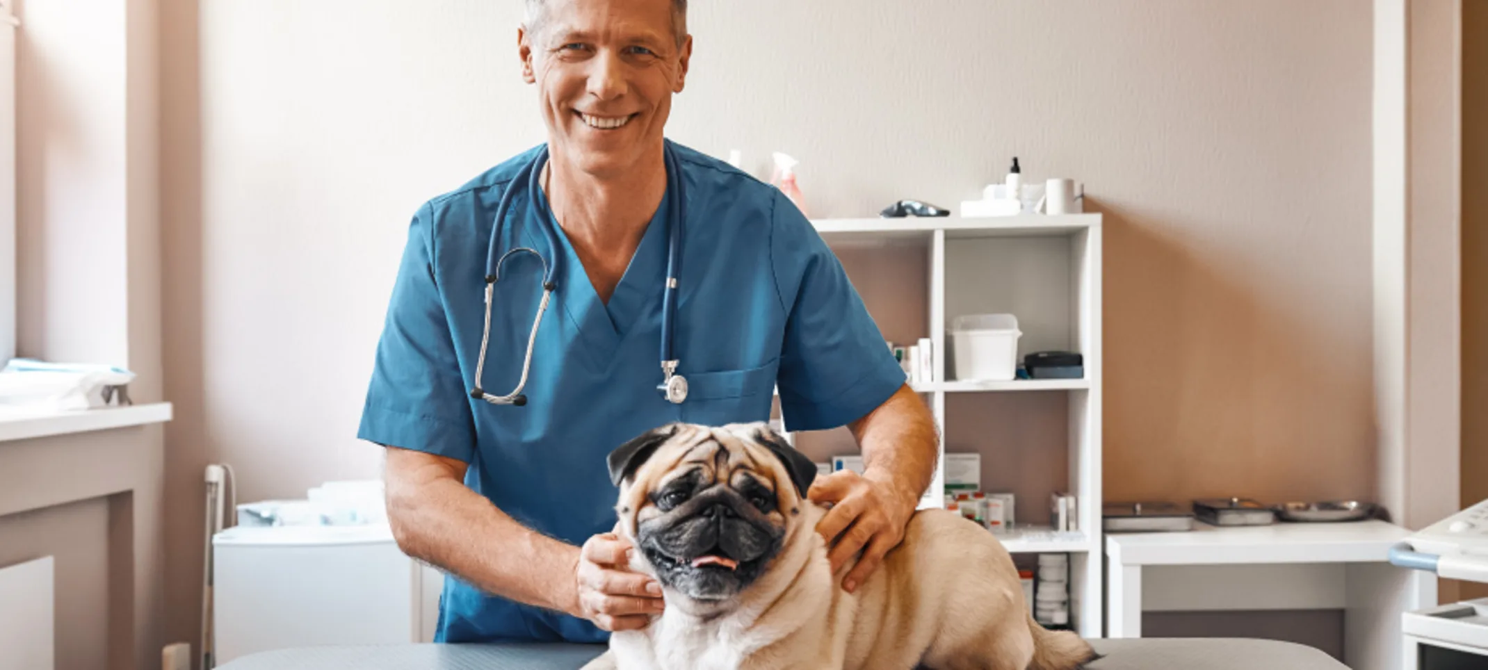 Veterinarian examining a bulldog Veterinarian examining a bulldog