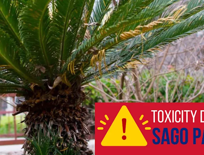 Sago Palm Poisoning in Pets Sago Palm Poisoning in Pets
