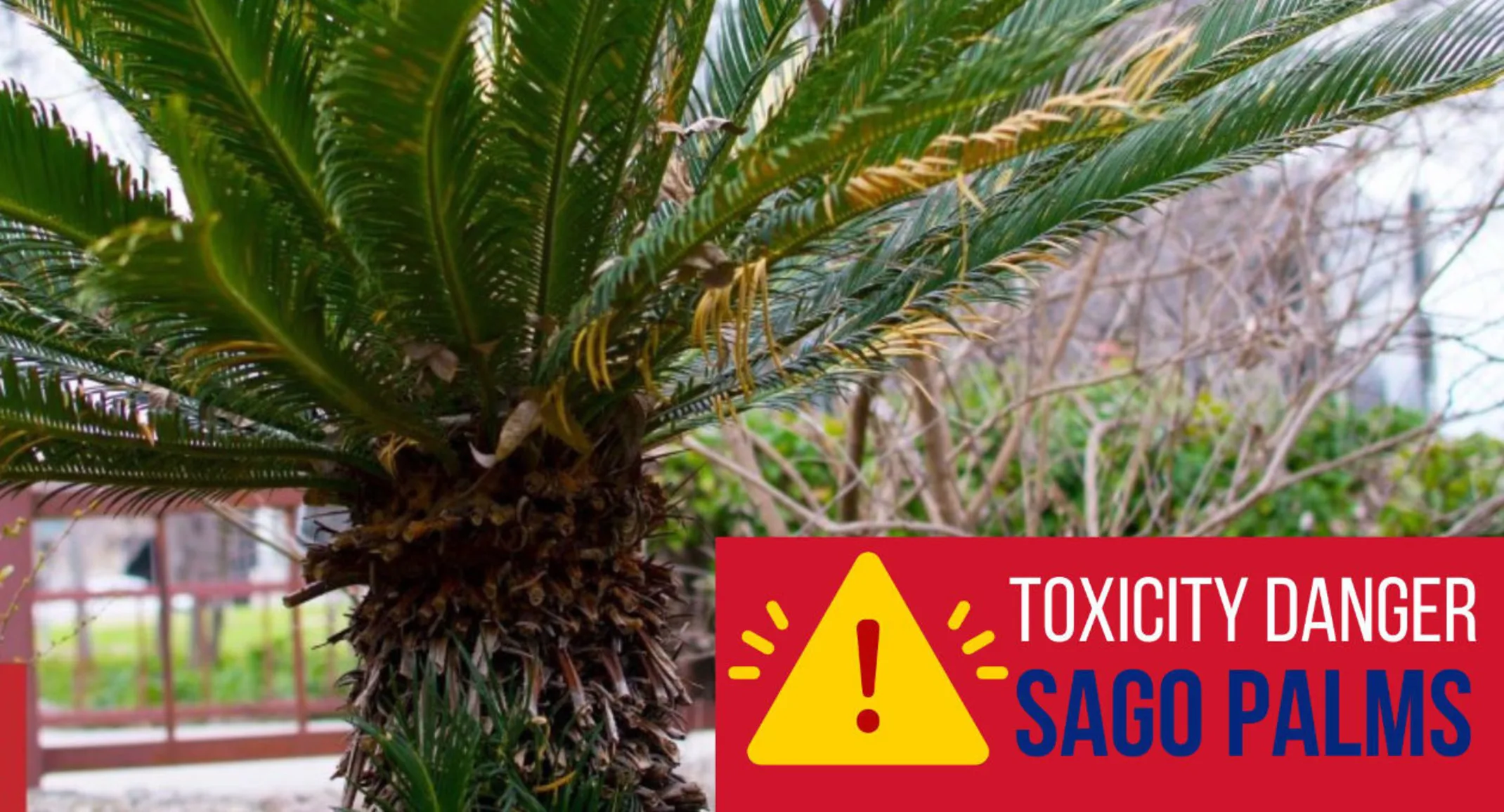 Sago Palm Poisoning in Pets Sago Palm Poisoning in Pets