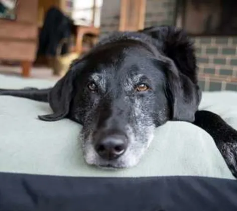 Older dog laying down on bed and blankets