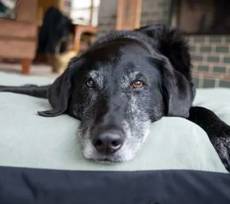 Older dog laying down on bed and blankets Older dog laying down on bed and blankets