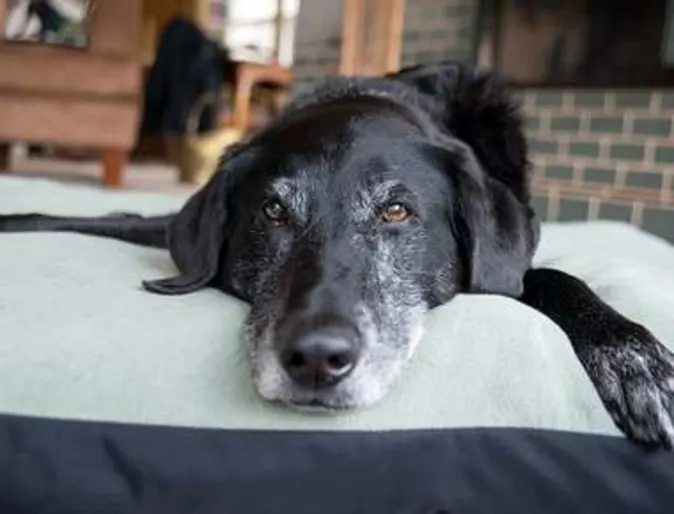 Older dog laying down on bed and blankets Older dog laying down on bed and blankets