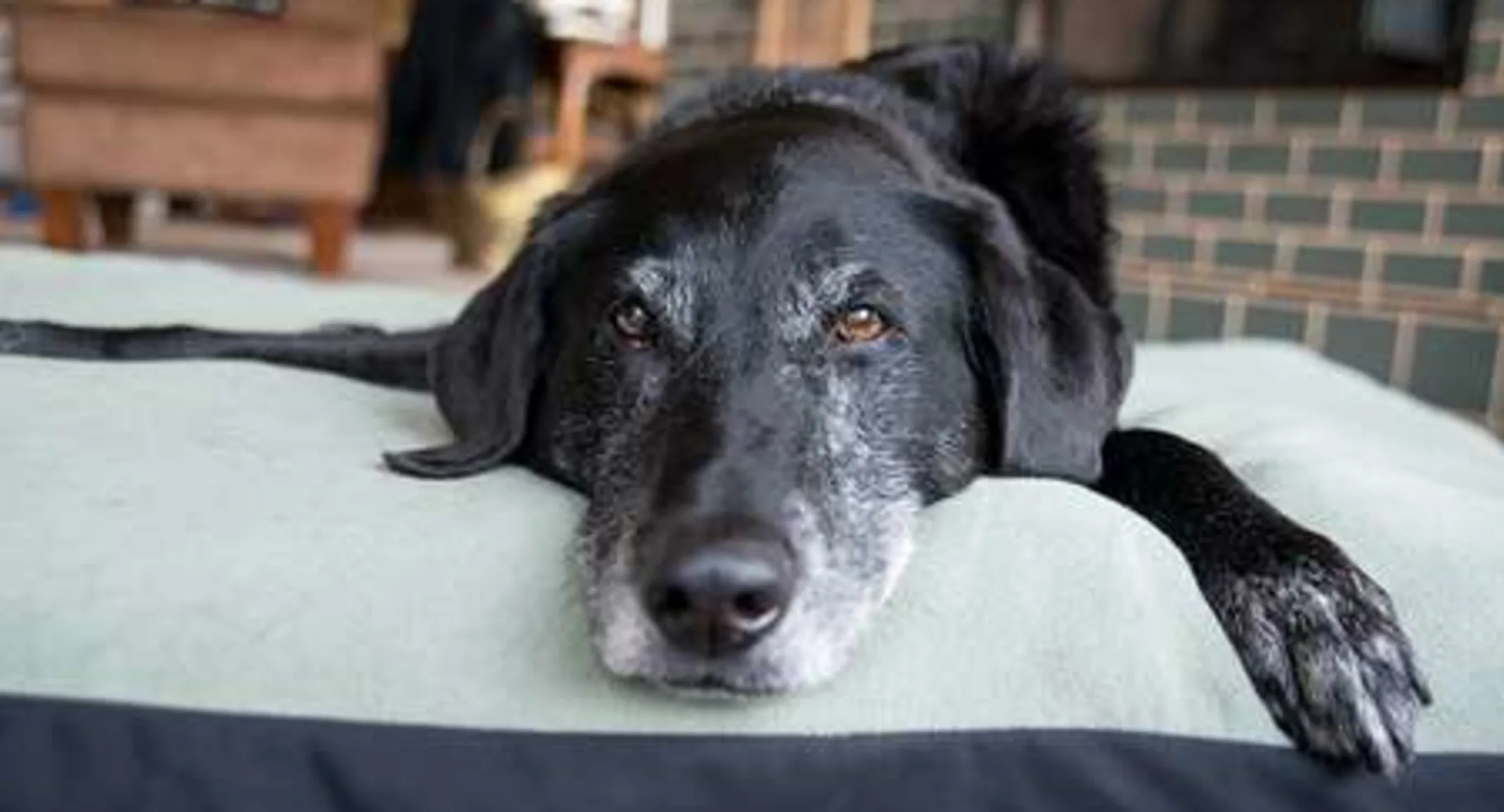 Older dog laying down on bed and blankets