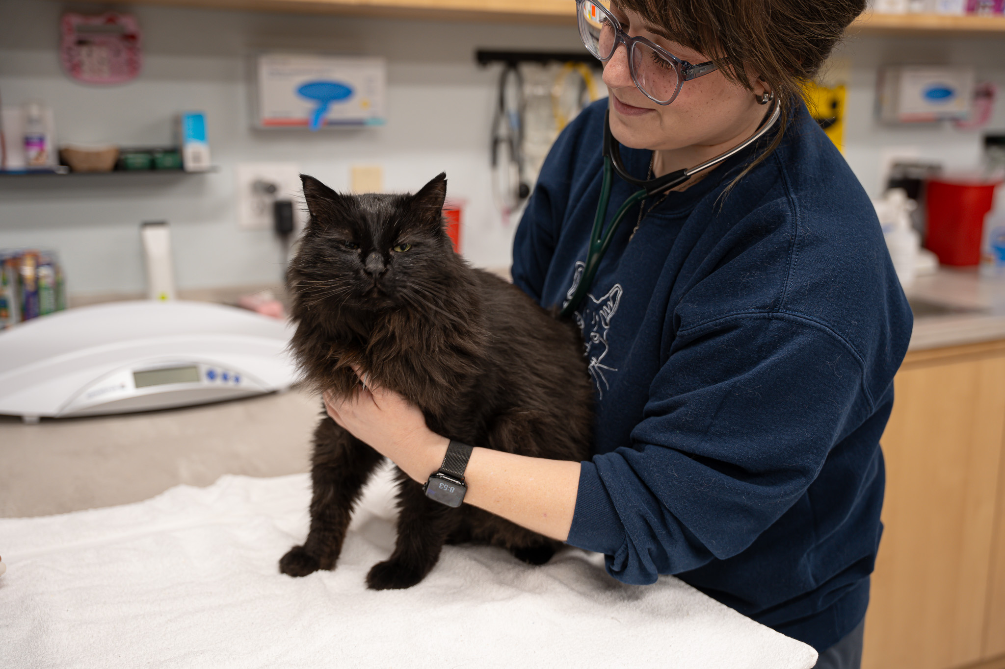 Veterinarian with a black cat