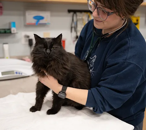 Veterinarian with a black cat Veterinarian with a black cat