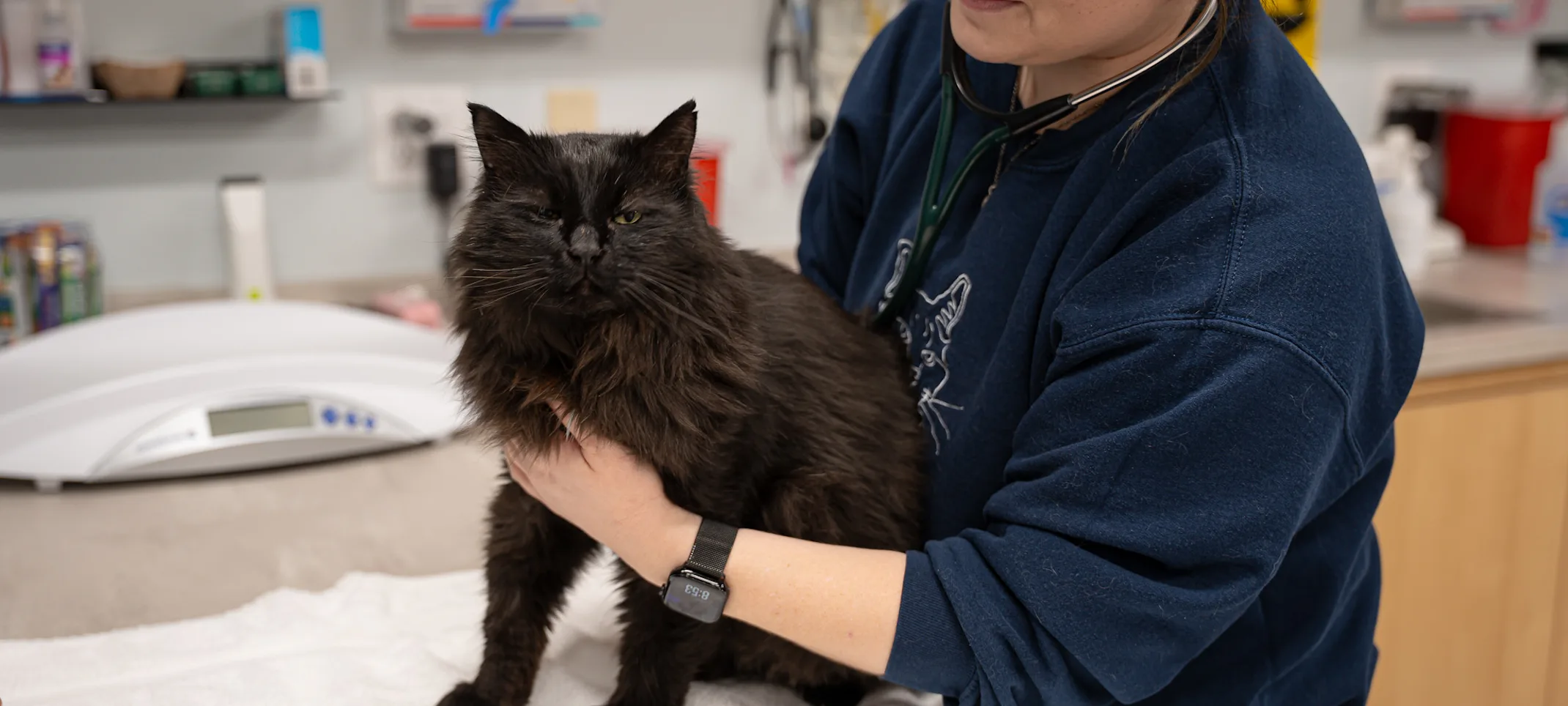 Veterinarian with a black cat Veterinarian with a black cat