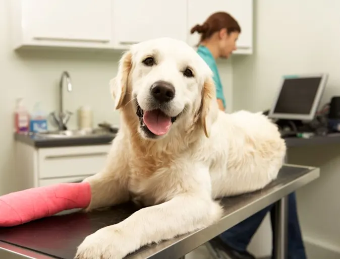 Golden retriever with a pink cast on one of its legs Golden retriever with a pink cast on one of its legs