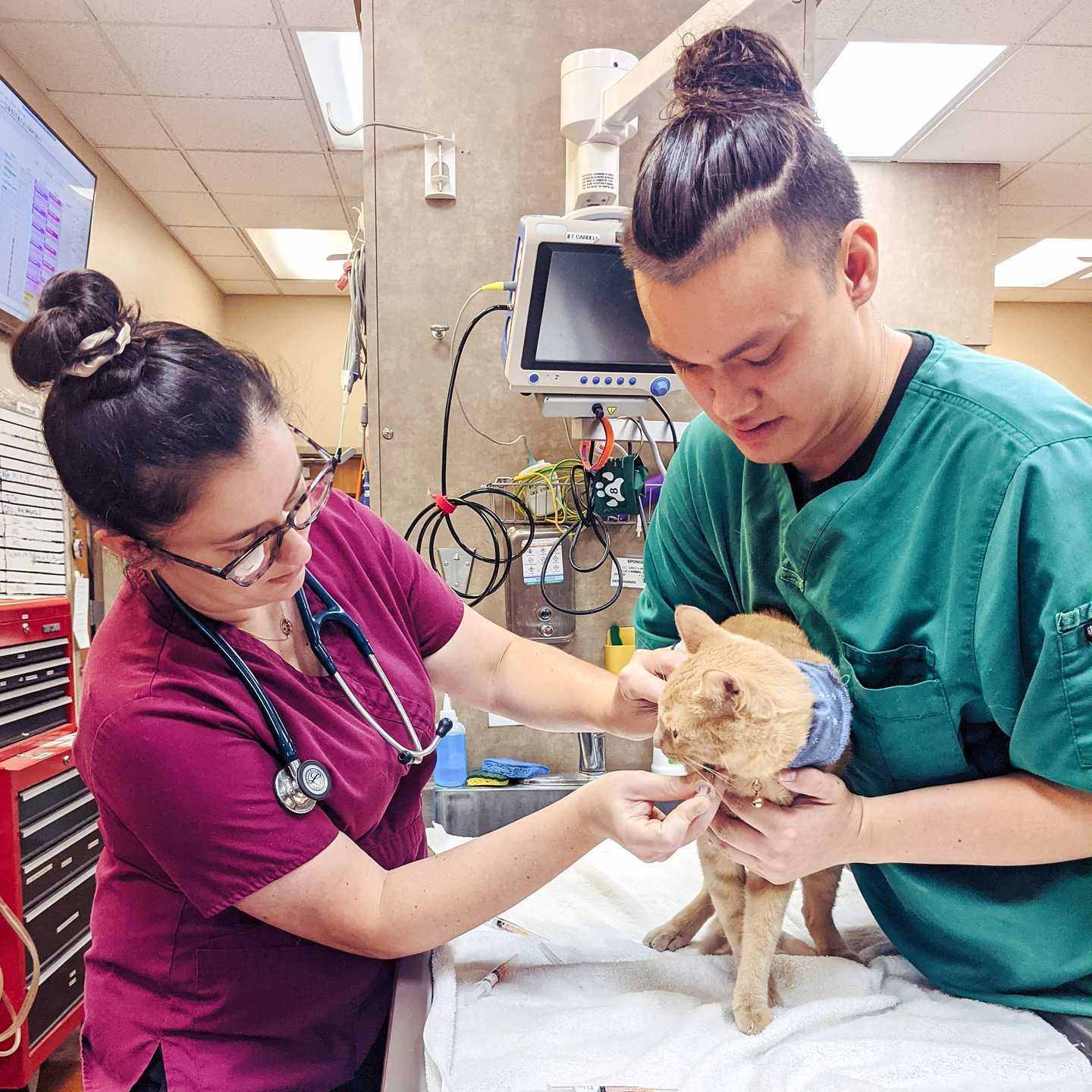 Veterinarian and technician with orange cat.
