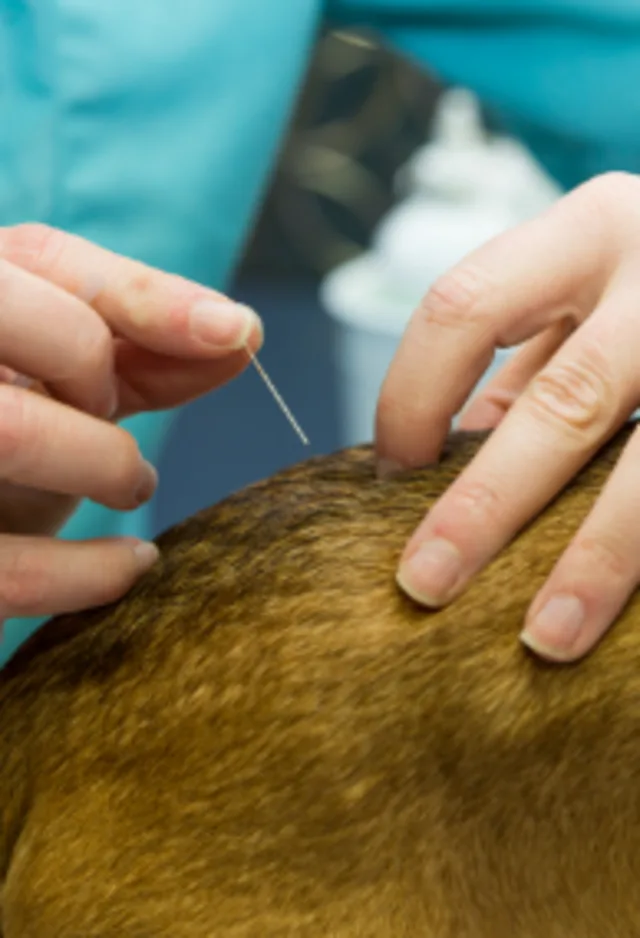 Dog receiving acupuncture treatment Dog receiving acupuncture treatment