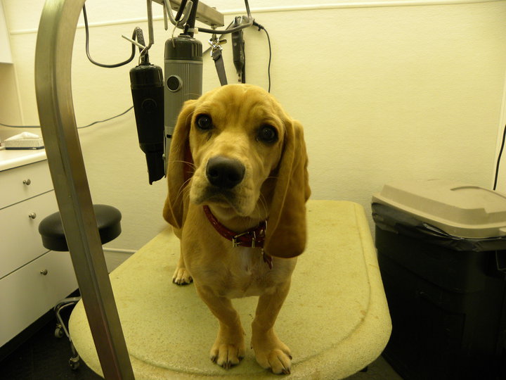 East Lake Animal Clinic's Checkup Room where there is a tan hound dog standing on the check up table.