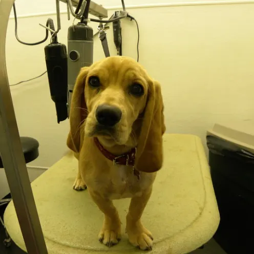 East Lake Animal Clinic's Checkup Room where there is a tan hound dog standing on the check up table.