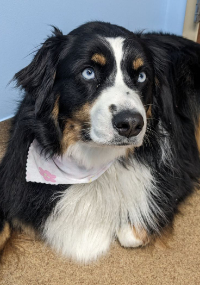 Black, white and tan dog with bandana and blue eyes