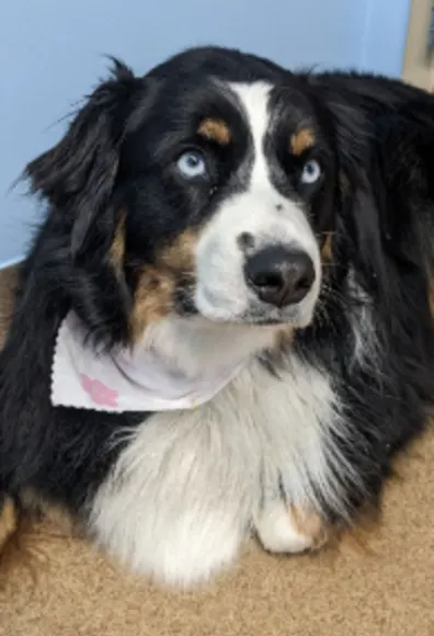 Black, white and tan dog with bandana and blue eyes