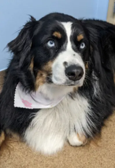 Black, white and tan dog with bandana and blue eyes Black, white and tan dog with bandana and blue eyes