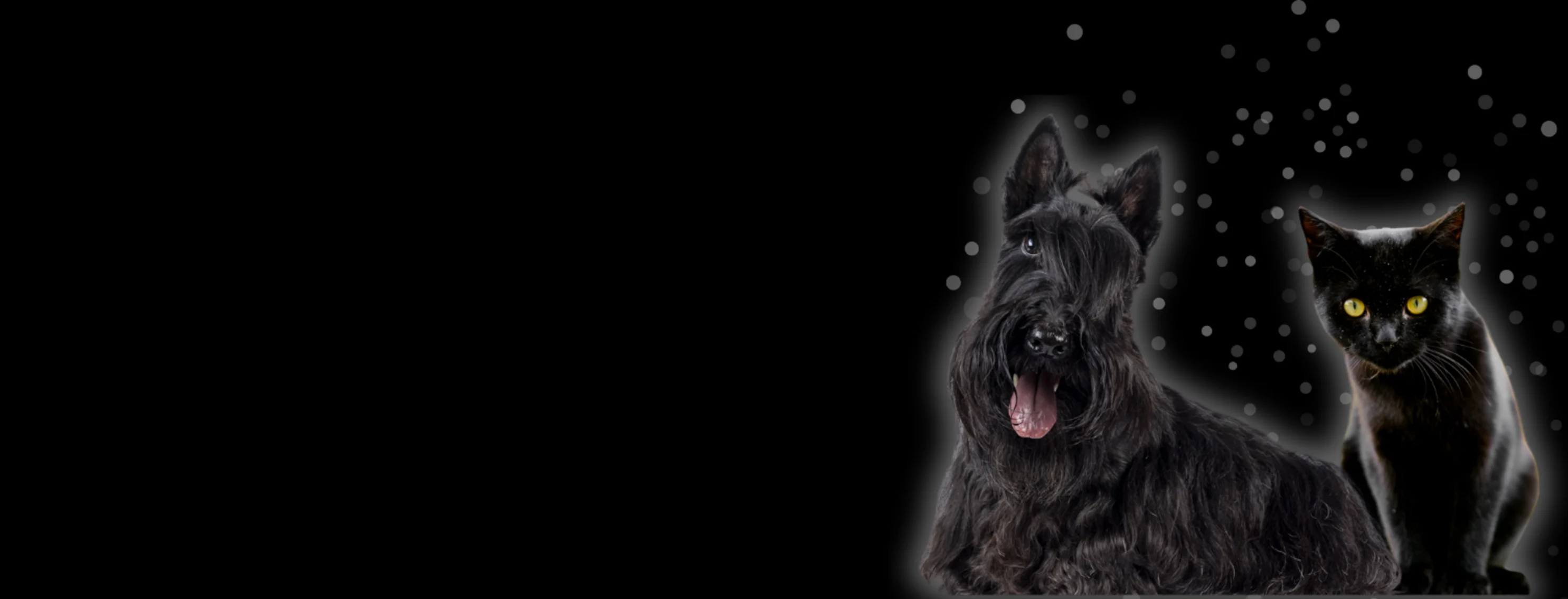 Black Dog & Cat Black Dog & Cat