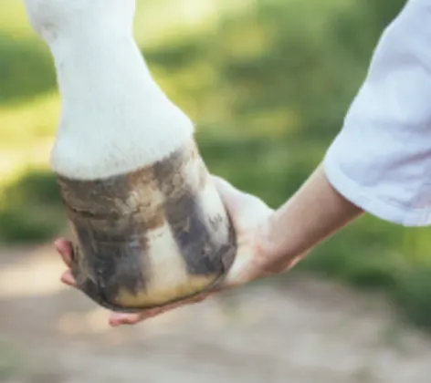 Horse hoof person Horse hoof person