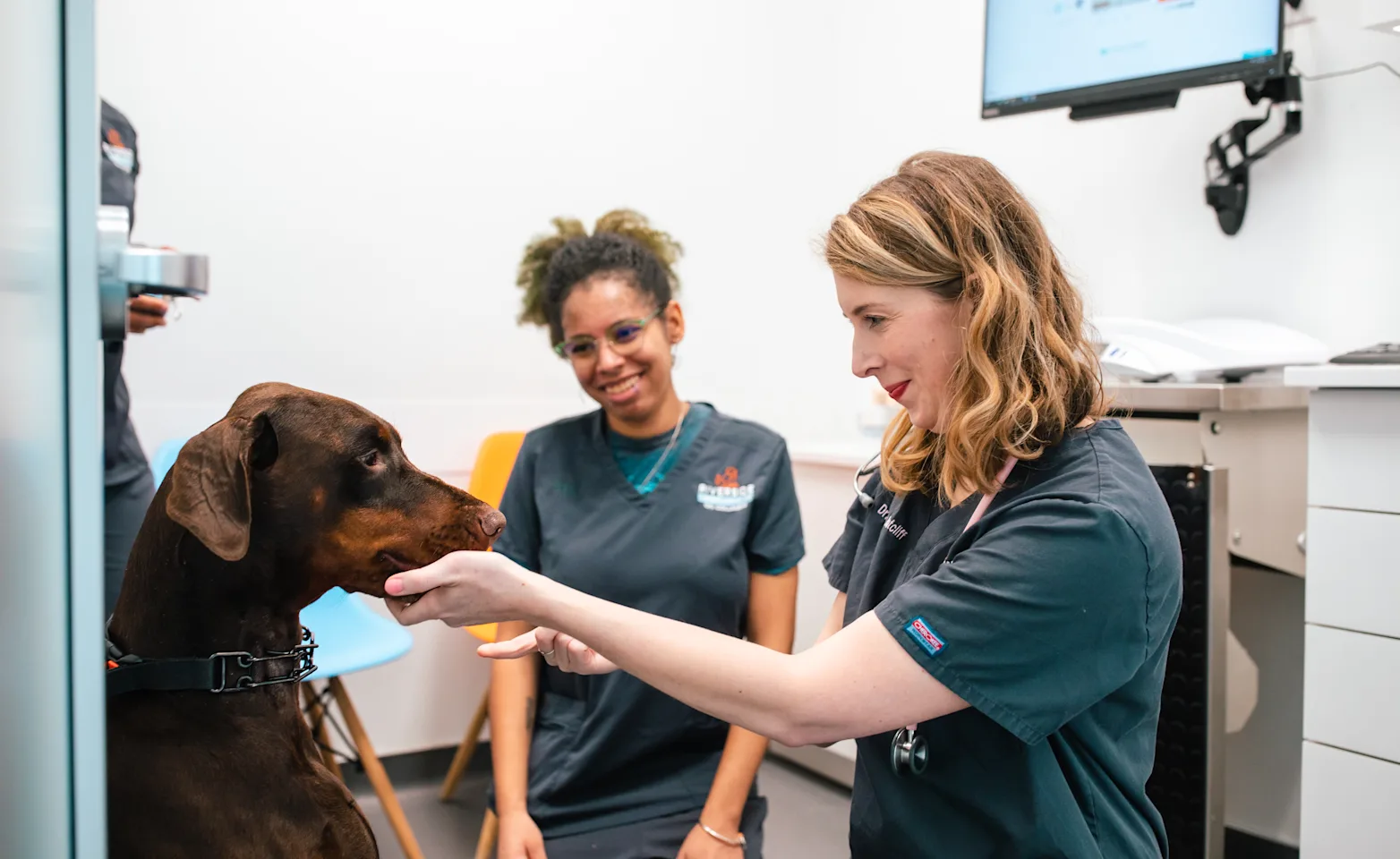 A veterinarian checks a brown dog in a clinic while an associate watches. A veterinarian checks a brown dog in a clinic while an associate watches.