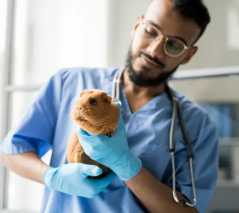 Man with gloves on holding guinea pig Man with gloves on holding guinea pig