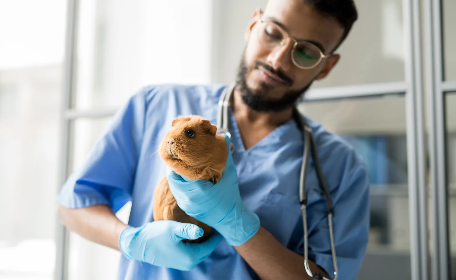 Man with gloves on holding guinea pig