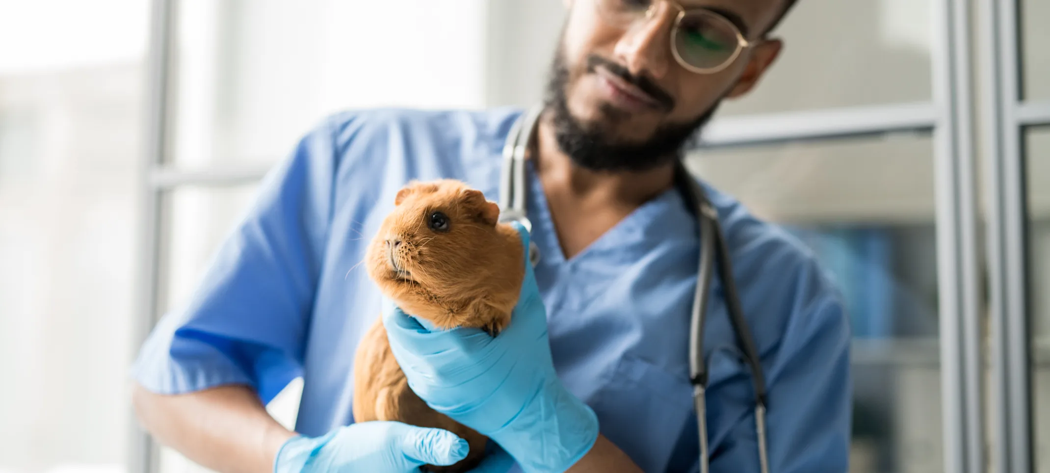 Man with gloves on holding guinea pig Man with gloves on holding guinea pig