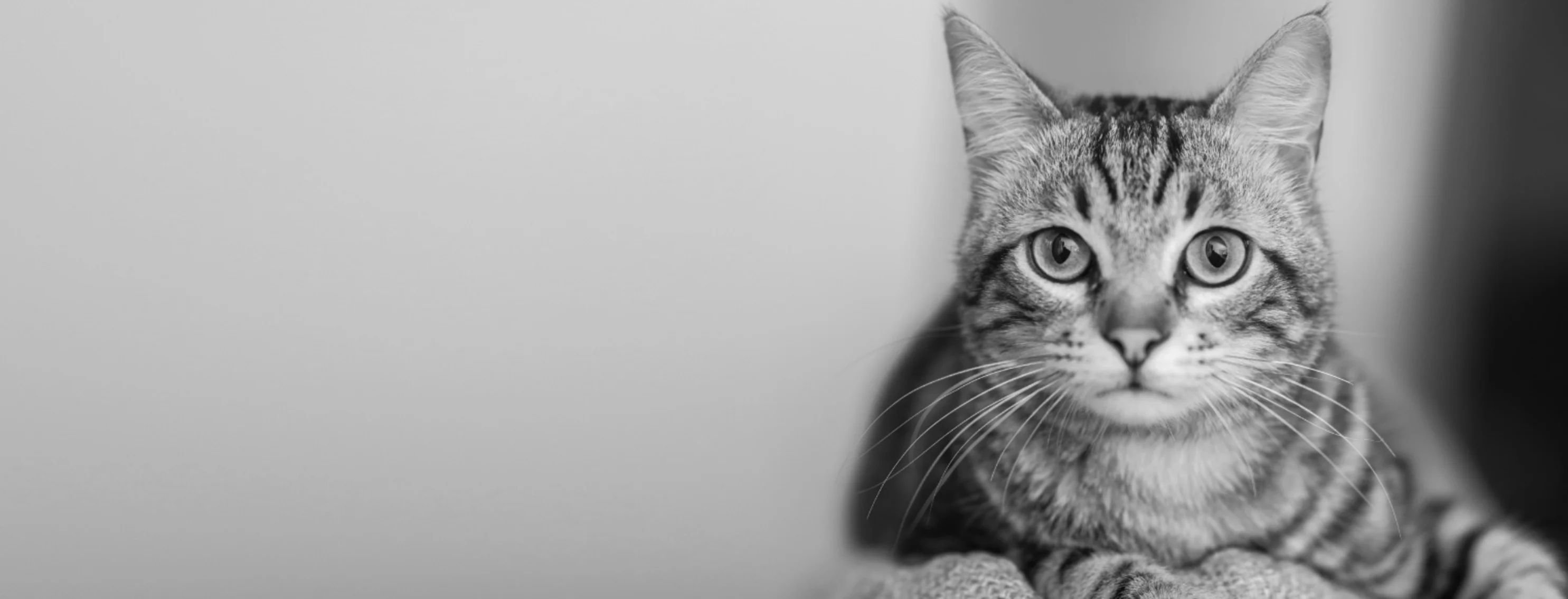 A black and white image of a tabby cat