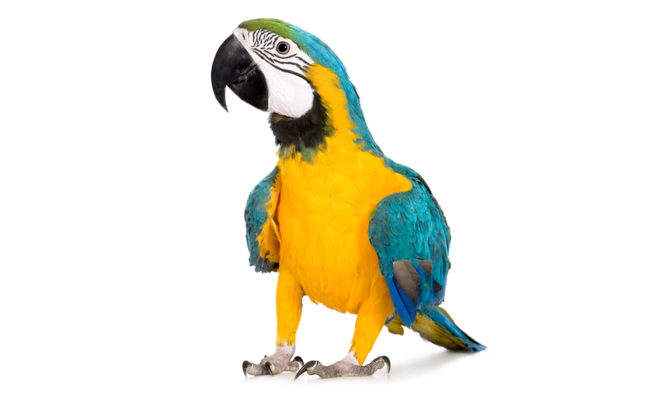 Exotics Services Maritime Veterinary Emergency and Specialty Center