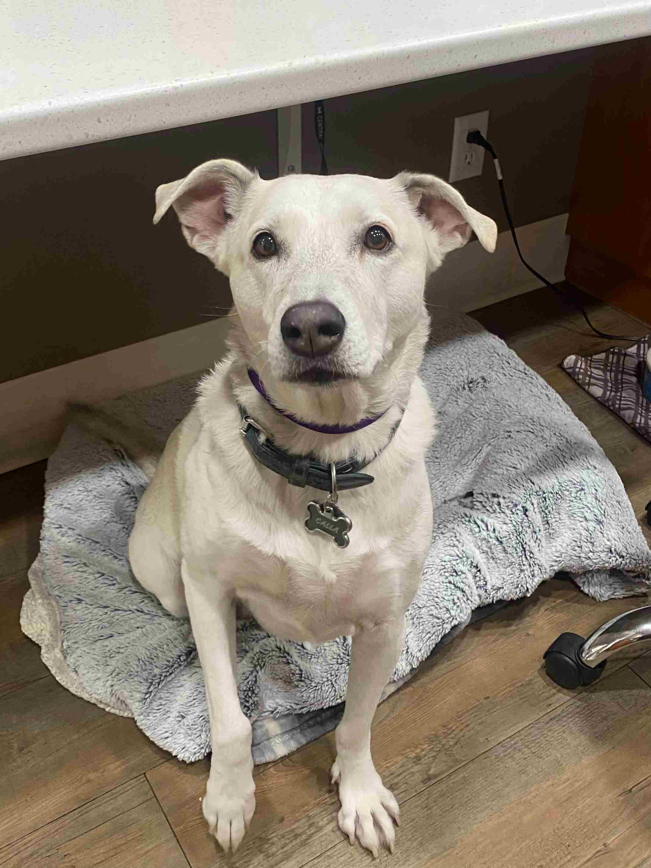 Dog sitting on a bed