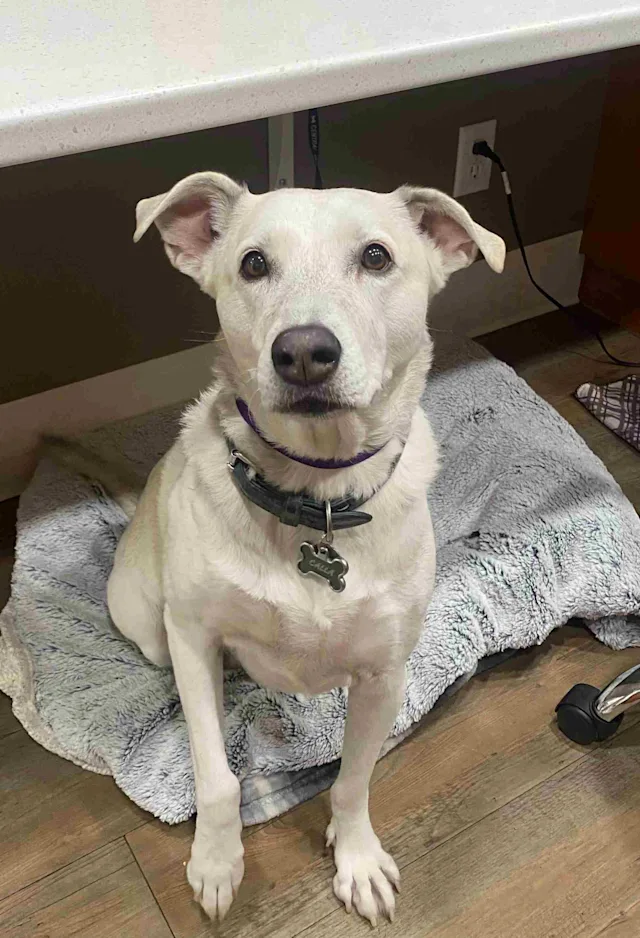 Dog sitting on a bed Dog sitting on a bed