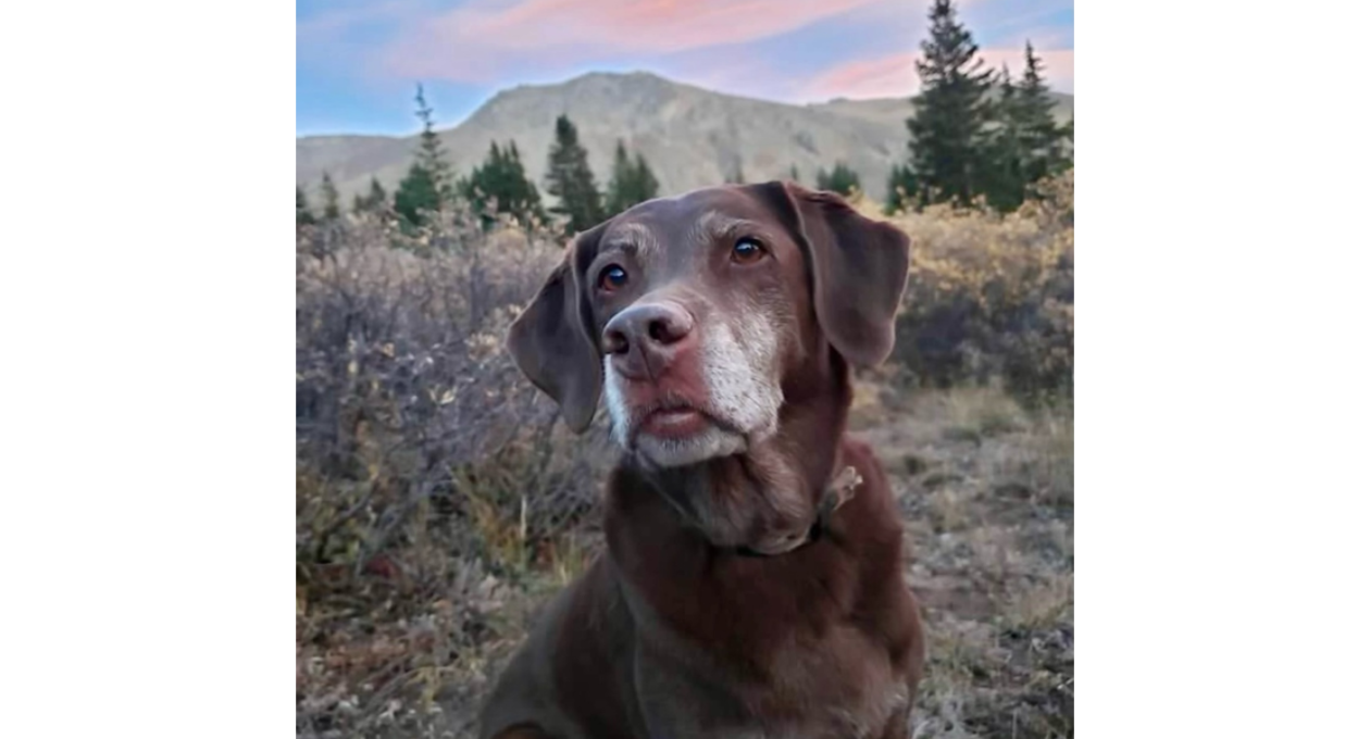 Brown Dog Sitting in Front of Mountains