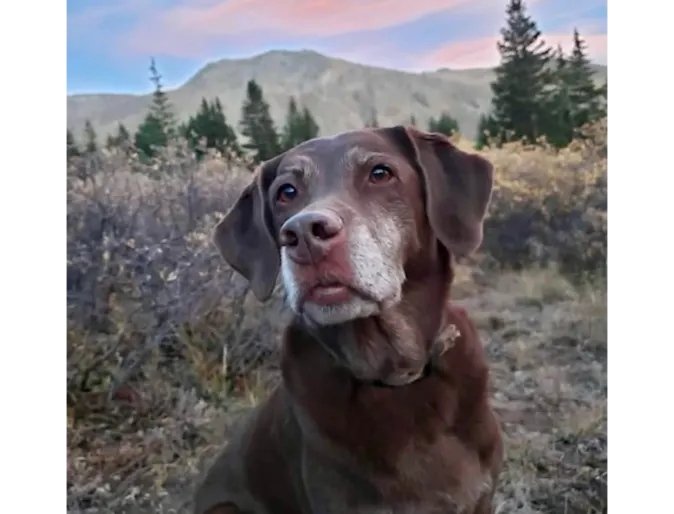 Brown Dog Sitting in Front of Mountains Brown Dog Sitting in Front of Mountains
