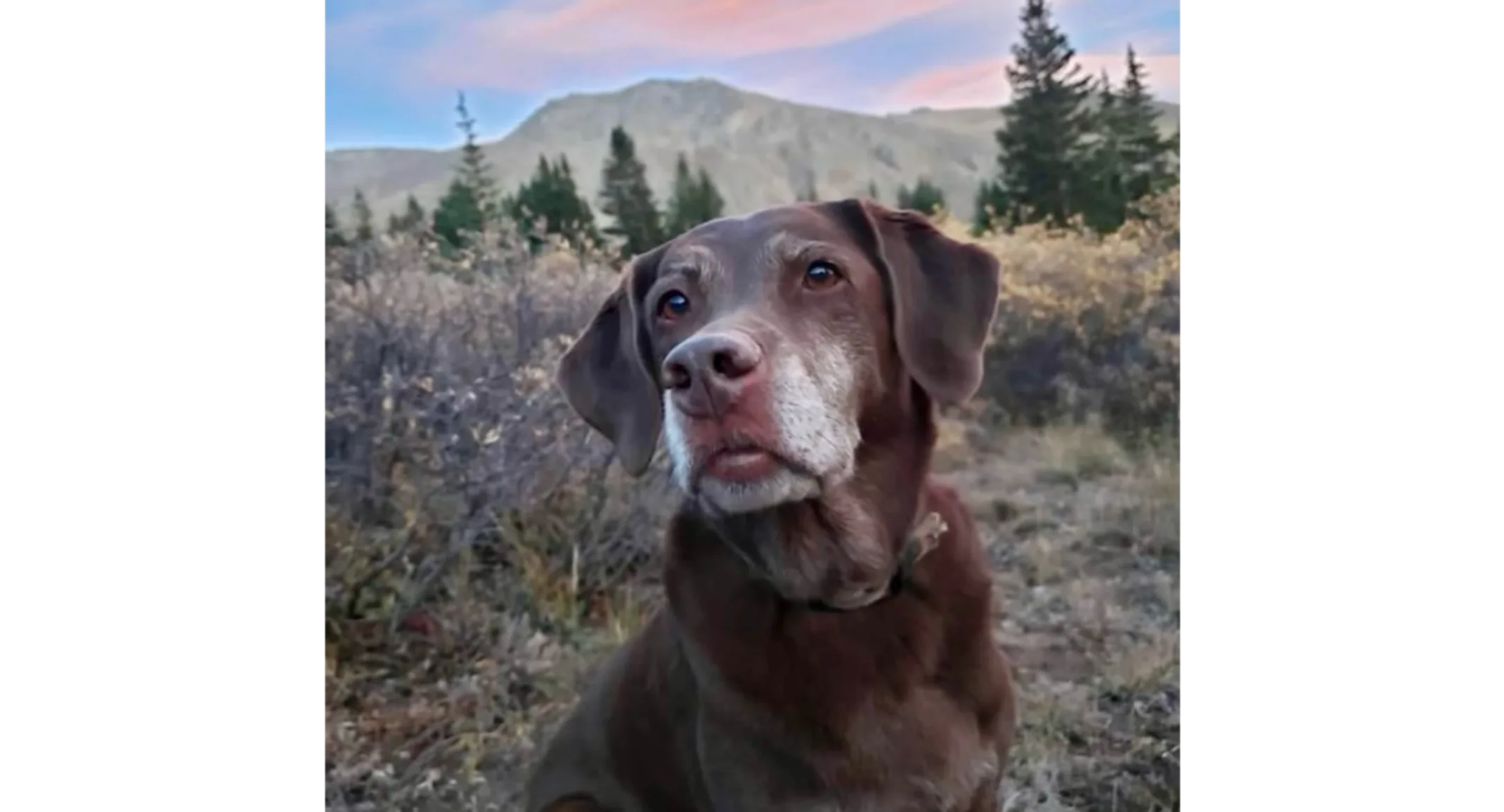 Brown Dog Sitting in Front of Mountains Brown Dog Sitting in Front of Mountains