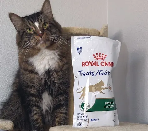 Cat sitting on a table next to a bag of treats Cat sitting on a table next to a bag of treats