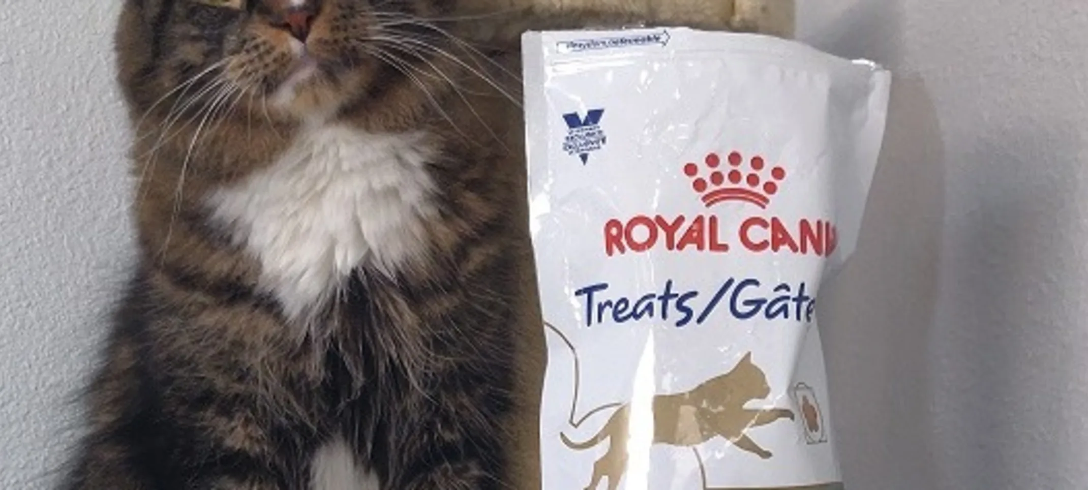 Cat sitting on a table next to a bag of treats Cat sitting on a table next to a bag of treats