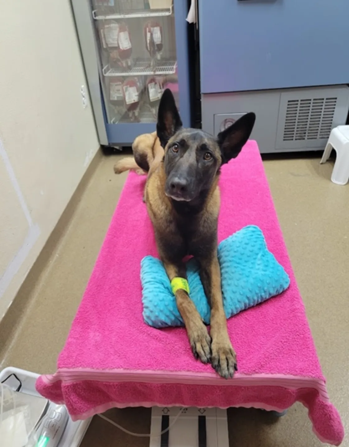 Brown and black german shepard Brown and black german shepard