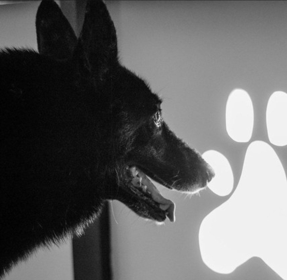 Dog looking at paw logo