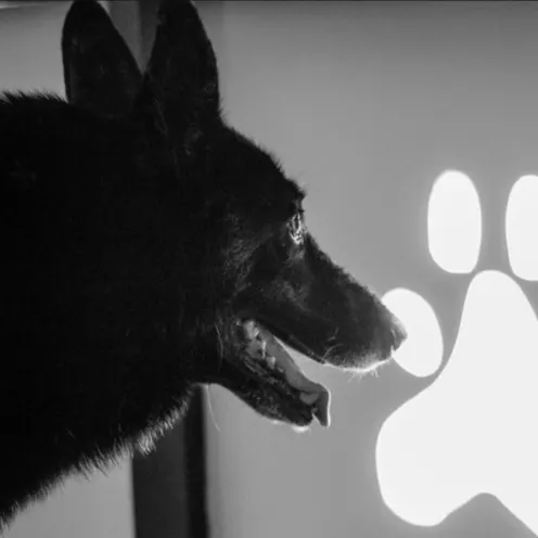Dog looking at paw logo