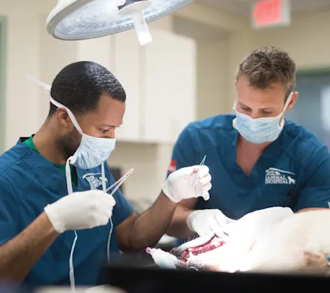 Two technicians with masks on performing dental procedure