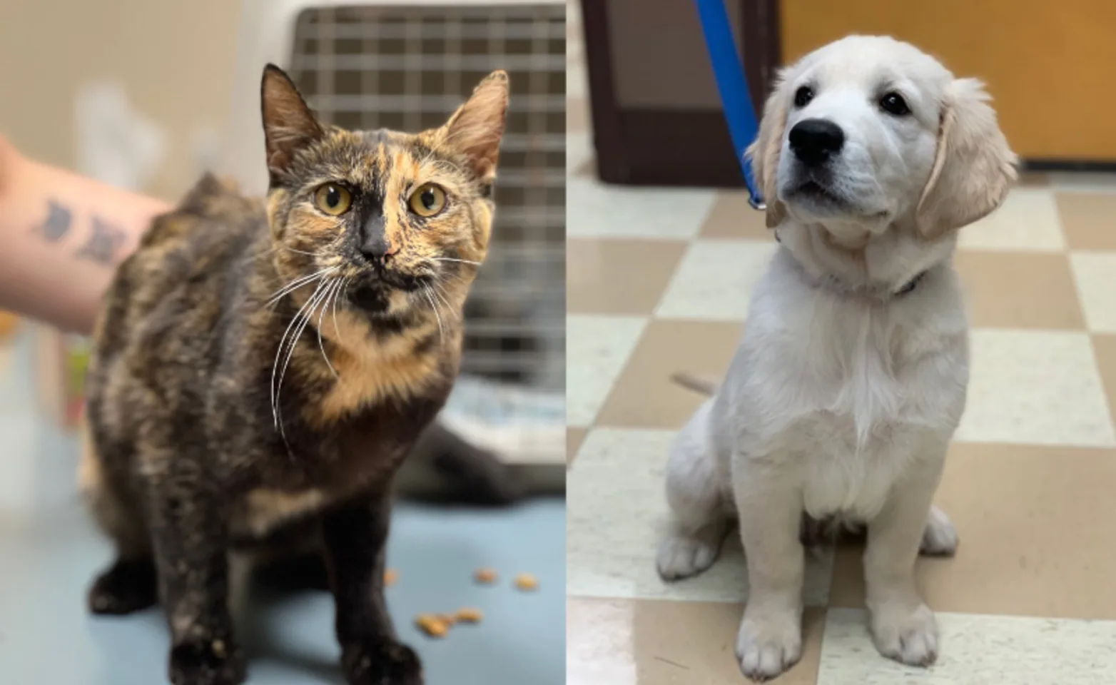 Cat & Dog Standing Cat & Dog Standing