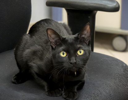 Our Mascot, Pantera Moon