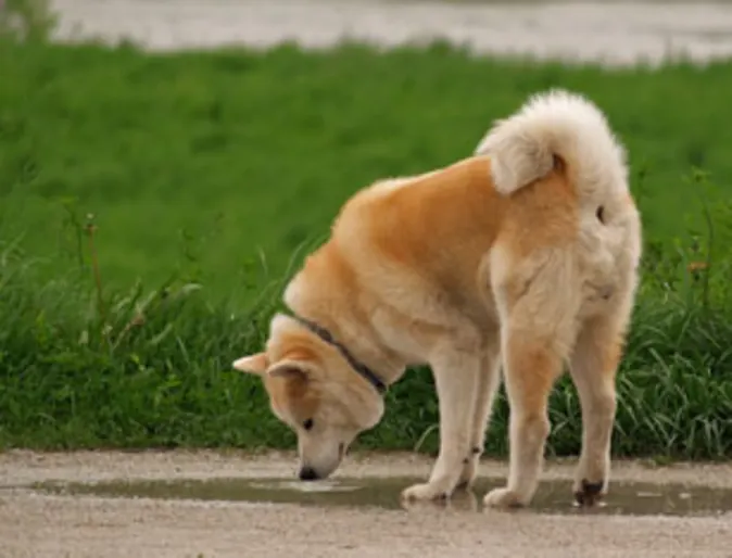 Dog drinking from puddle Dog drinking from puddle