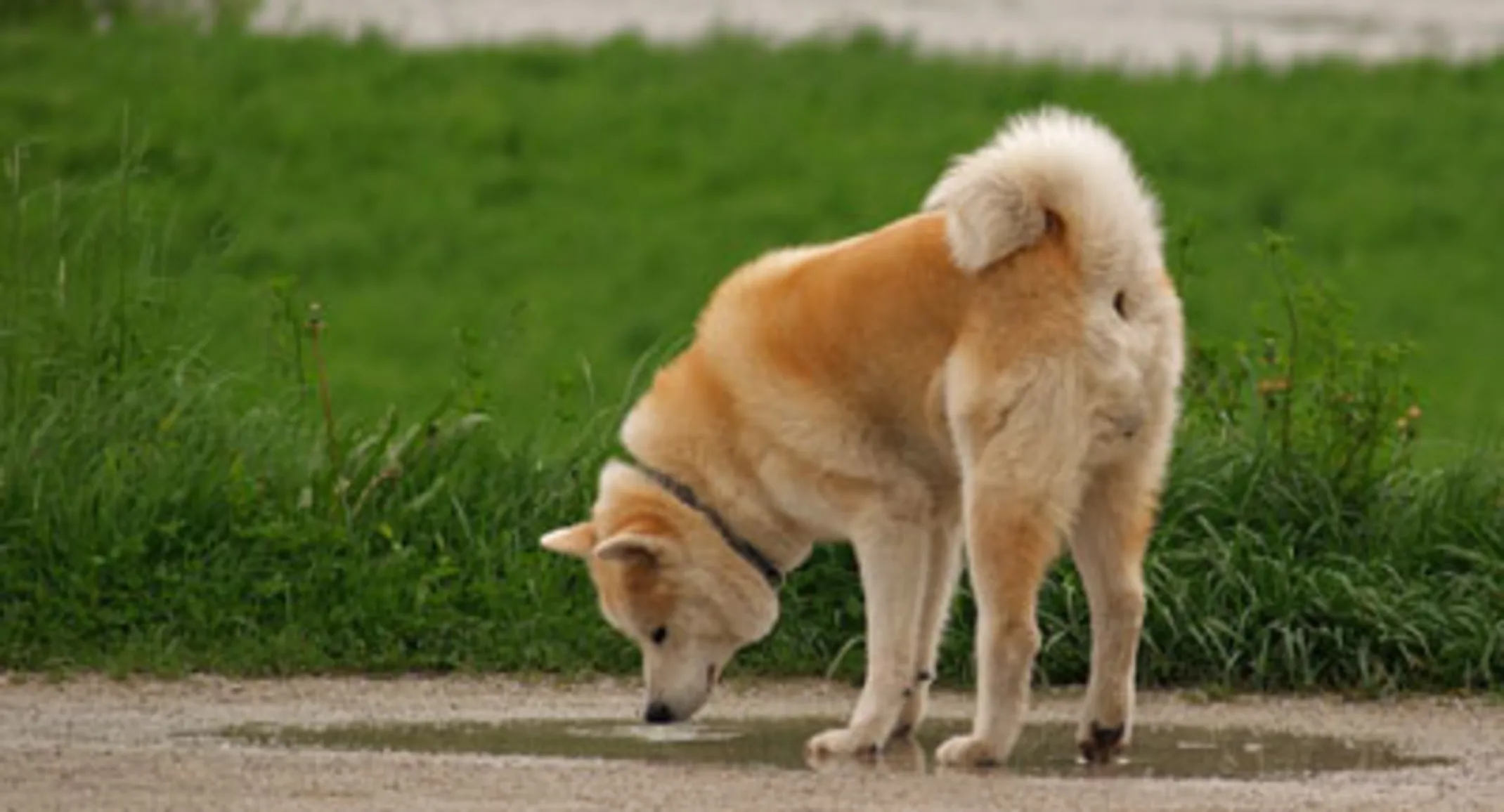 Dog drinking from puddle Dog drinking from puddle