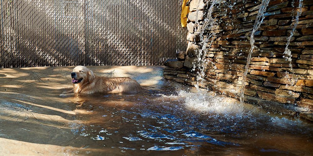 Advantage Pet Center Pool Area