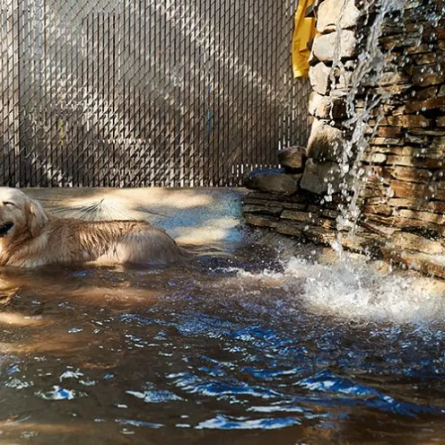 Advantage Pet Center Pool Area