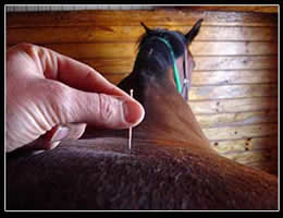 South Shore Equine Clinic & Diagnostic Center Acupuncture