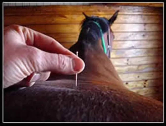 South Shore Equine Clinic & Diagnostic Center Acupuncture South Shore Equine Clinic & Diagnostic Center Acupuncture